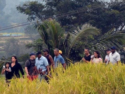 صفوف أرز الجاتيلوويه المذهلة: هي من جمال بالي المحلي