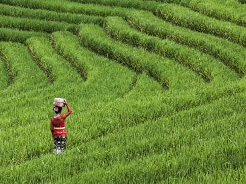 صفوف أرز الجاتيلوويه المذهلة: هي من جمال بالي المحلي