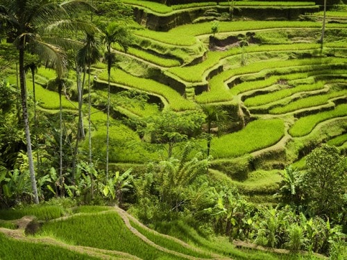 The Amazing JATILUWIH RICE TERRACES: Beauty and Bali’s Local Genius