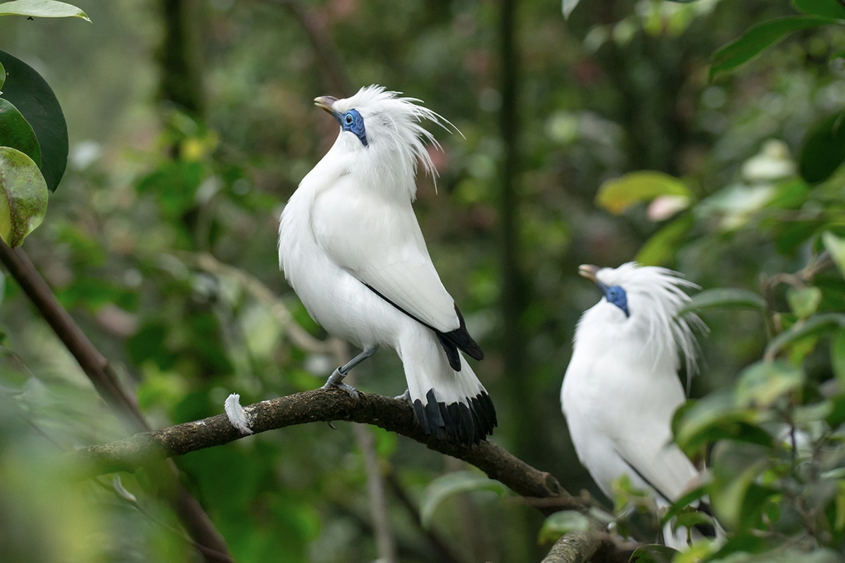 two Bali Starlings perch  on a tree branch  in Bali