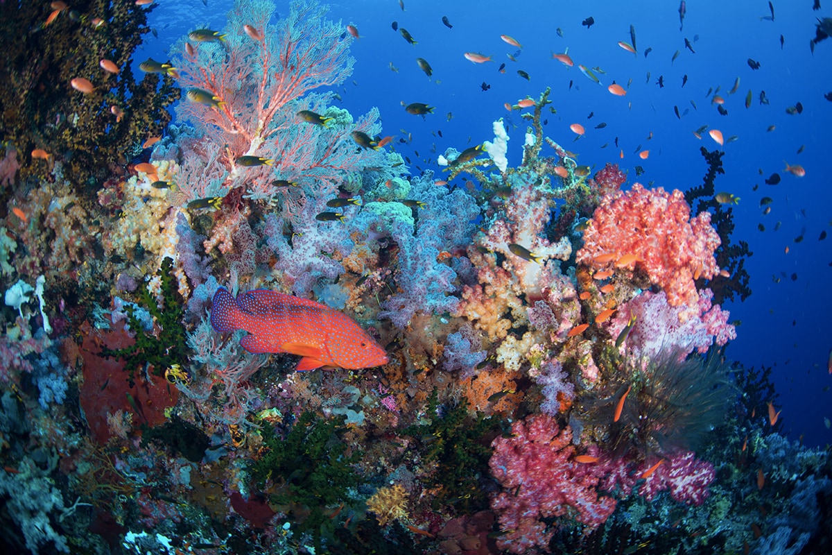 The Ultimate Pristine Paradise in West Papua